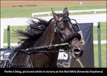 Perfect Sting Aims For Perfect 10