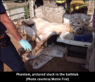 Horse Saved From Bathtub