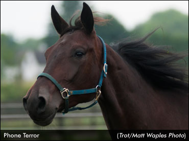 Field Set For Northlands Filly Pace