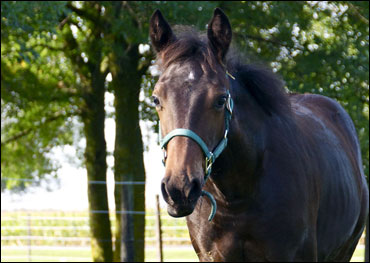 Miracle Colt Survives Shooting