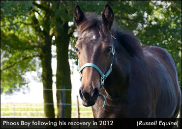 Colt Survives Gunshot, Now A Racehorse