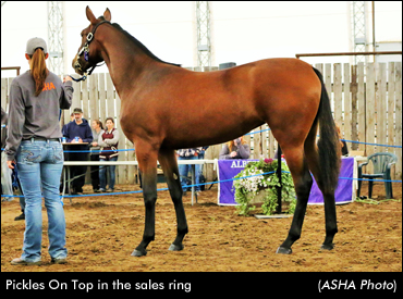 Beer Bribe Tops Alberta Yearling Sale
