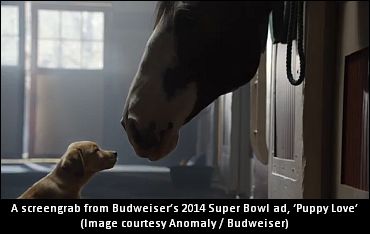 Who’s Your Horse’s Best Bud?