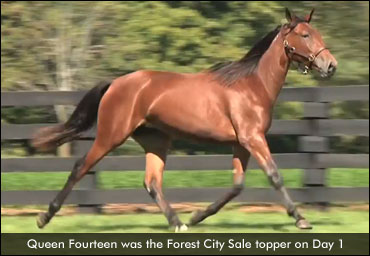 Queen Fourteen Tops Forest City Opener