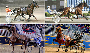 From Racehorse To Road Horse 
