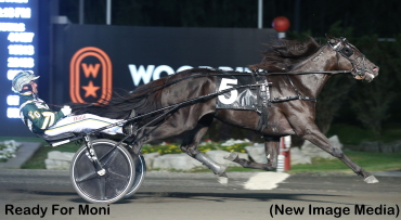 Ready For Moni Retired, To Stud