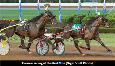 Juvenile Pacers At The Red Mile Saturday