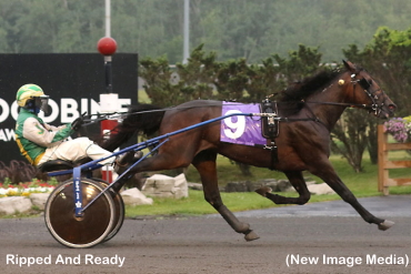 Trotting Colts Tussle In Grassroots