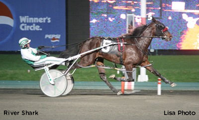 River Shark Sinks Teeth In Suslow Stake