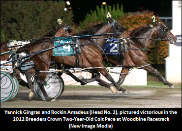 Rockin Amadeus Retired, To Stud