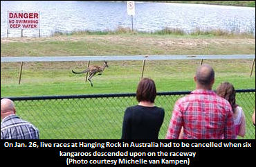 Kangaroos Force Cancellation Of Race Card
