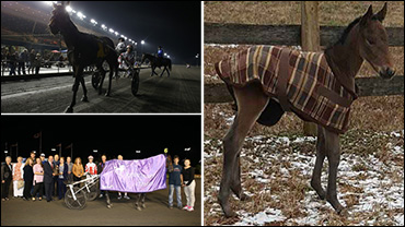 First Foal For Royal Charm