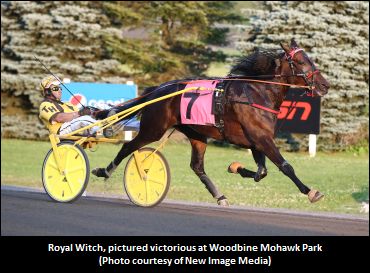 Royal Witch, Absolut Seelster Retired