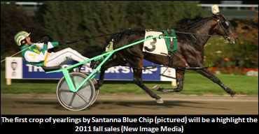 Seelster Studs Return From Down Under