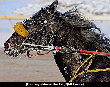 Canadian Standardbred Racing Photo Deemed One Of The Best Of 2010 