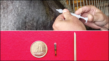 A 'Chip' Off The New Block