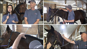 How Horses Are Microchipped