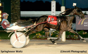 Thompson Series A 'Waltz' For Filly 