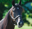 So Much More Than Just A Horse