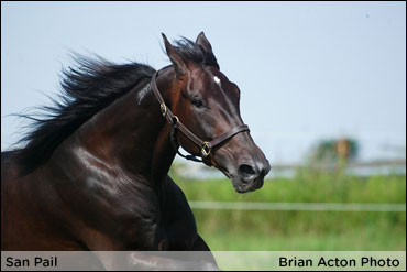 San Pail Convincing In Open Trot