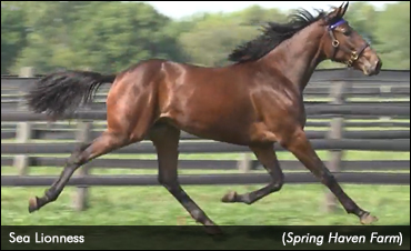 Lexington Selected Yearling Sale Concludes