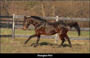 Shanghai Phil To Kendal Hills In 2013