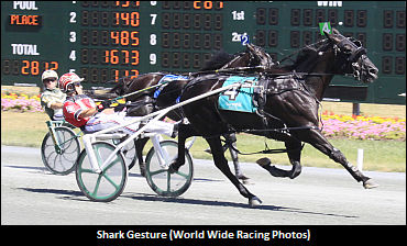 Winbak Farm Welcomes Shark Gesture