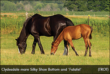 In For A Penny, In For A Pound