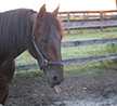 Dr. Bridgette Jablonsky Talks About The Four Hanover-Bred North America Cup Finalists And How It All Began