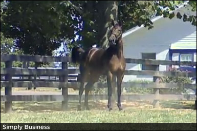 All ‘Business’ At First Lexington Sale Session