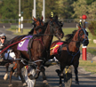 The Importance of Horse Racing