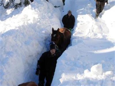 Horses Rescued In A Christmas Miracle