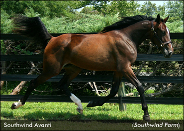 Southwind Avanti Tops Third Session