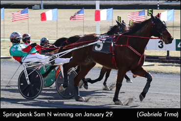 Springbank Sam N Wins Yonkers Open