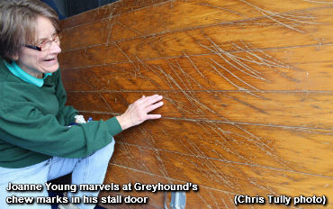 Greyhound Gals Fulfill Their Destiny