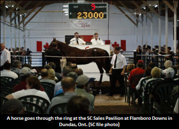 SC Announces 2013 Canadian Yearling Sale Details