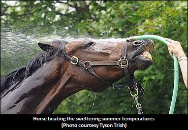 AGCO: Protect Horses In Warm Weather