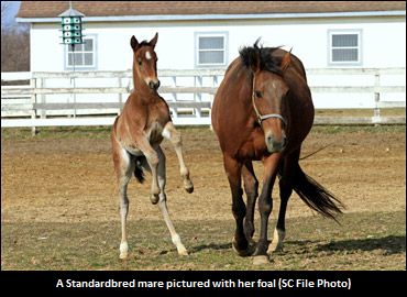 Foal Registrations Due Today