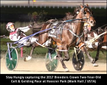 Stay Hungry To Stud In 2019