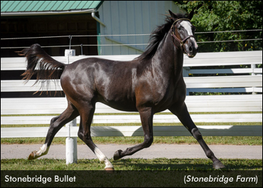 Stonebridge Bullet Tops Forest City Sale