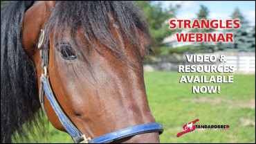 Strangles Webinar Video Available