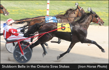 Stubborn Belle Following Familiar Path?