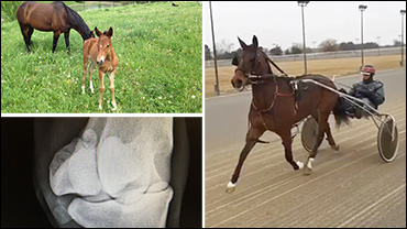 From Barn Fire To Racehorse