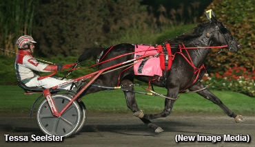 Seelster-Bred Fillies Sweep Golds 