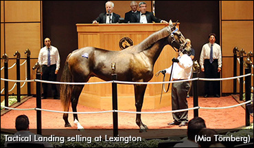 $800,000 Yearling Makes Debut