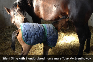 Standardbred Mare To The Rescue