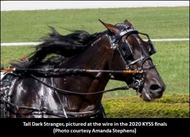 Tall Dark Stranger Delivers Again