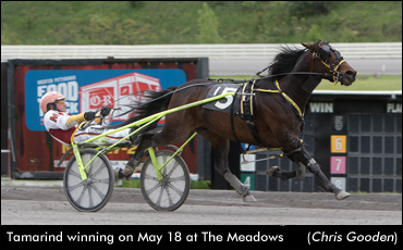 Tamarind Triples In Meadows Trot