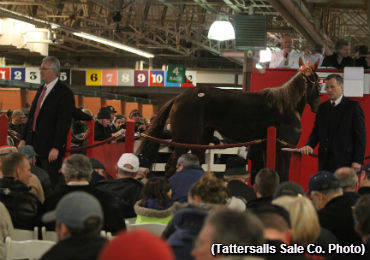 Catalogue Available For January Sale