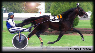Stallion Comes Back To Quebec
